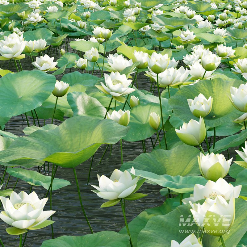 Nelumbo lutea – lotus - Image 2