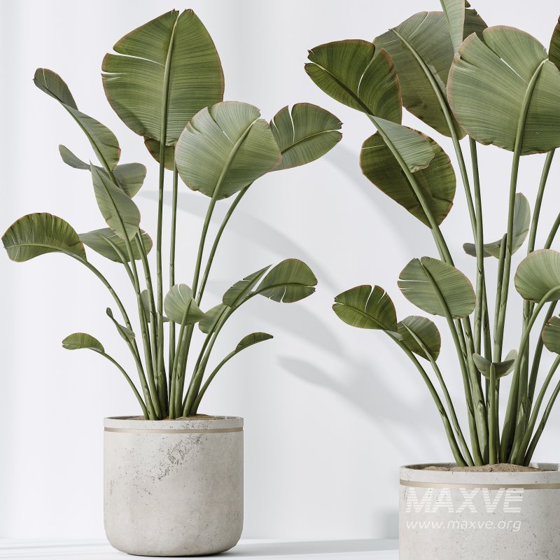 AV Indoor plants set 192 Mission Olive and Banana Strelitzia and Lily Domino and Aloe Vera - Image 6