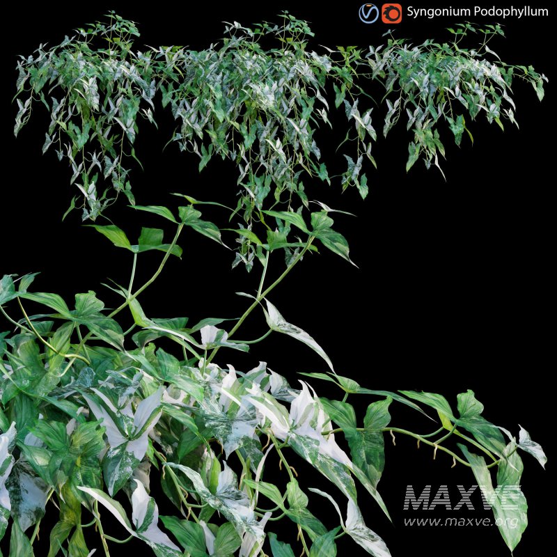 Syngonium Podophyllum - Image 1