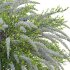 Spiraea Grefsheim – Garland Spiraea 02 - Thumbnail 6