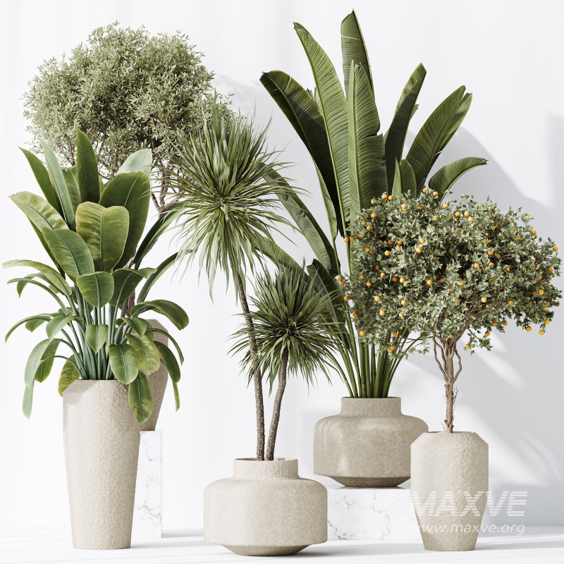 AV Indoor plants set 196 Citrus Fruit Orange and Arbequina Olive and Robusta Abidjan and Aloifolia Rostrata Palm and Banana Strelitzia Nicolai - Image 6