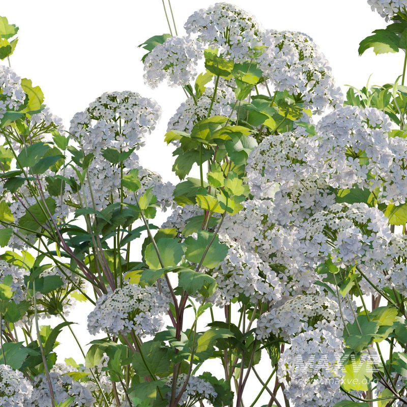 Viburnum opulus Roseum – European Cranberry bush 02 - Image 6