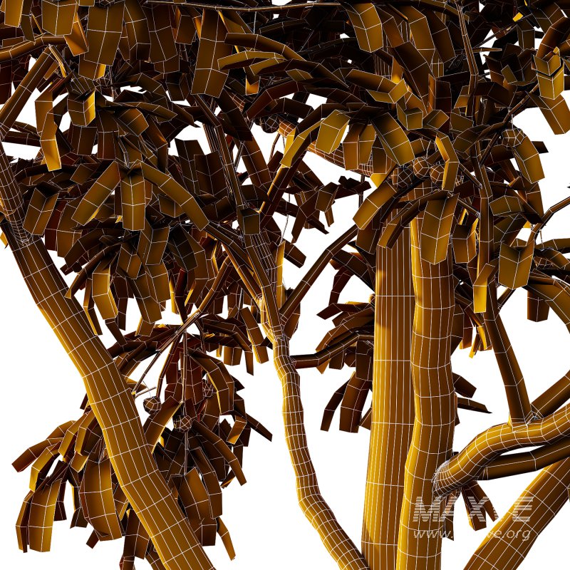 Prunus pseudocerasus Fruit Tree 02 - Image 5