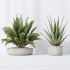 AV Indoor plants set 192 Mission Olive and Banana Strelitzia and Lily Domino and Aloe Vera - Thumbnail 7