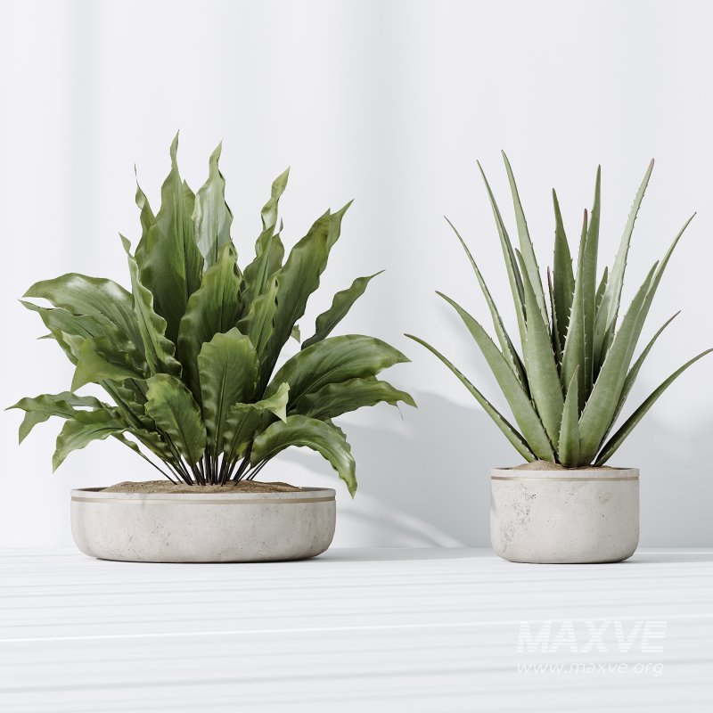 AV Indoor plants set 192 Mission Olive and Banana Strelitzia and Lily Domino and Aloe Vera - Image 7
