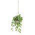 hanging plant - Thumbnail 2