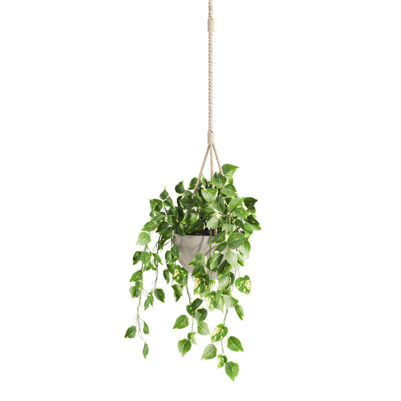 hanging plant - Image 2