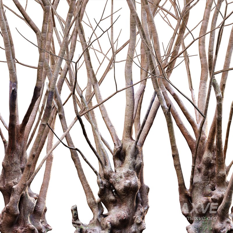 Barringtonia acutangula – green - Image 4