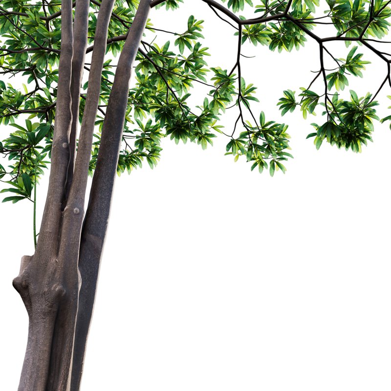 Alstonia scholaris – Milkwood 02 - Image 2