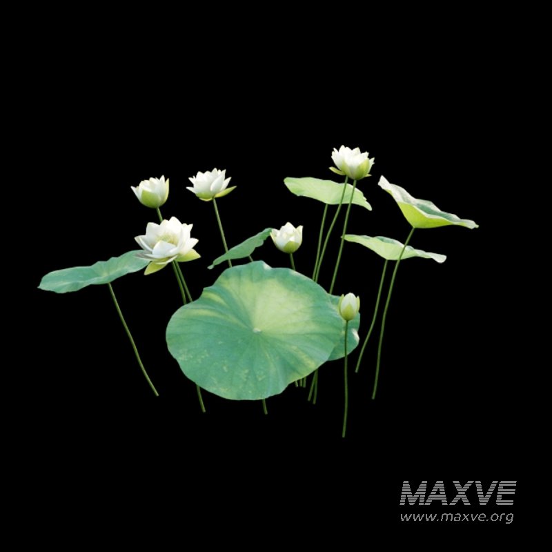 Nelumbo lutea – lotus - Image 6