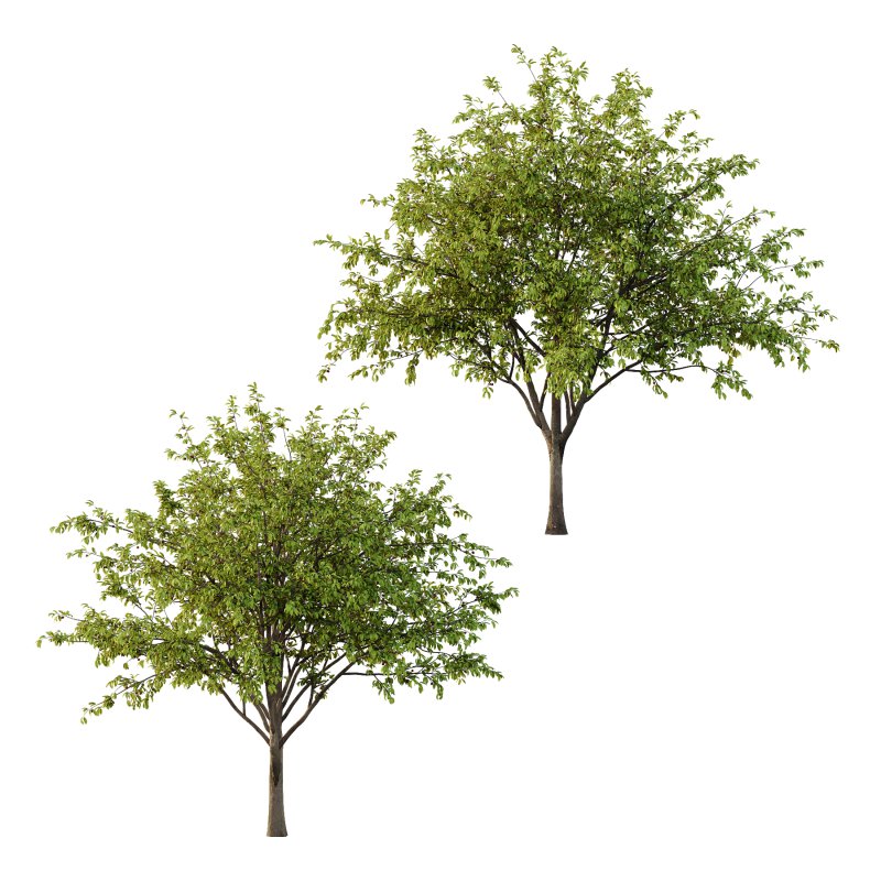 Prunus pseudocerasus Fruit Tree 04 - Image 4