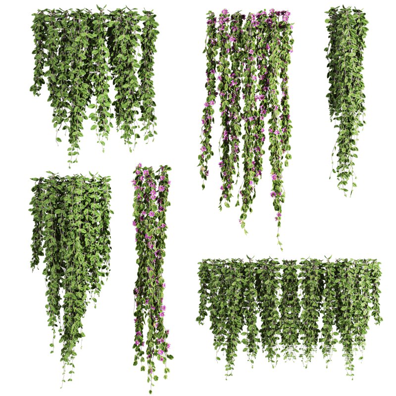 ivy plants - Image 5