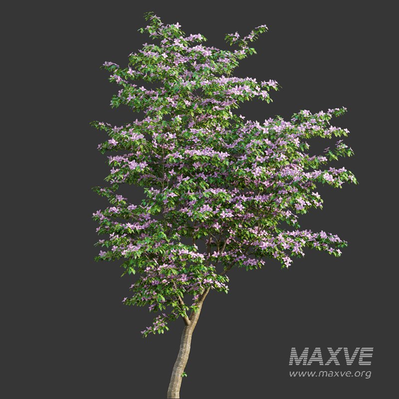 Cornus kousa -Chinese Dogwood – Kousa Dogwood - Image 3