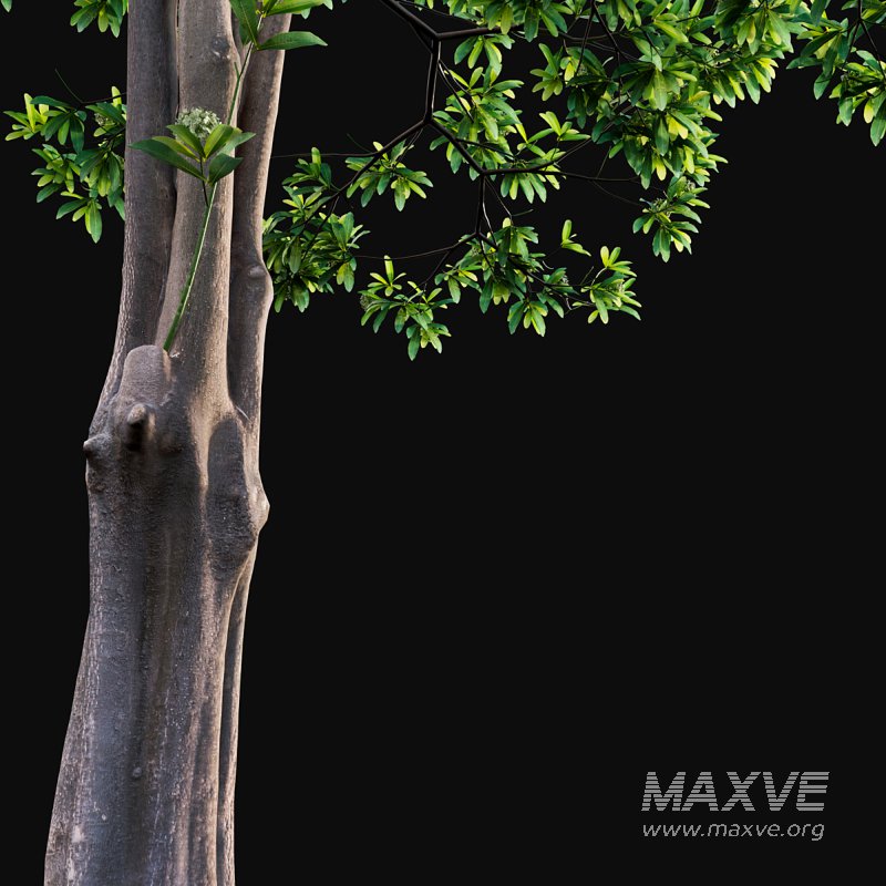 Alstonia scholaris – Milkwood - Image 2