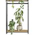 plants set on shelf - Thumbnail 4