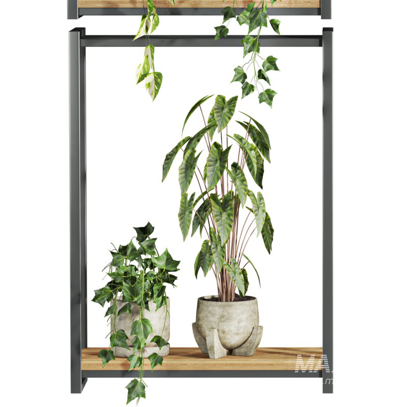plants set on shelf - Image 4