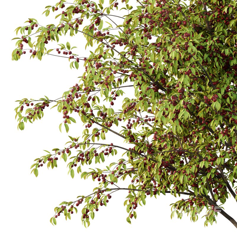 Prunus pseudocerasus Fruit Tree 06 - Image 3