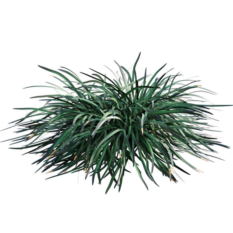 Ophiopogon japonicus - Image 4