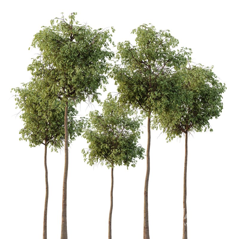 Parashorea Chinensis Tree 03 - Image 2