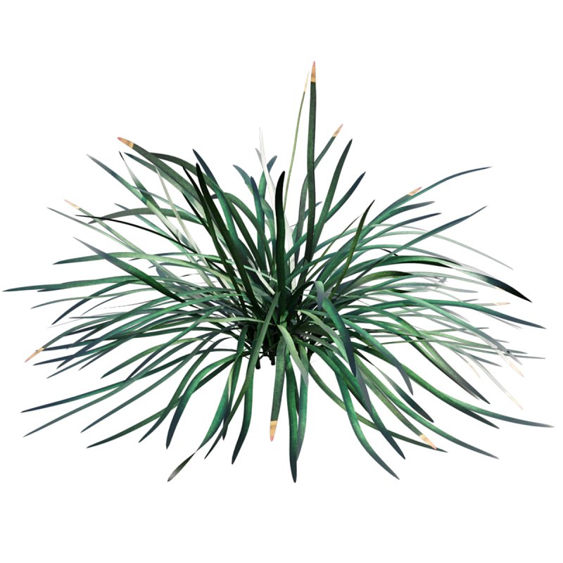 Ophiopogon japonicus - Image 3