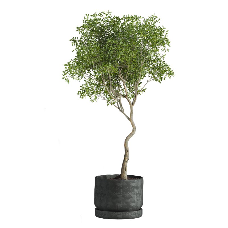 indoor plant - Image 3