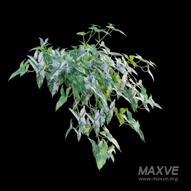 Syngonium Podophyllum - Image 3