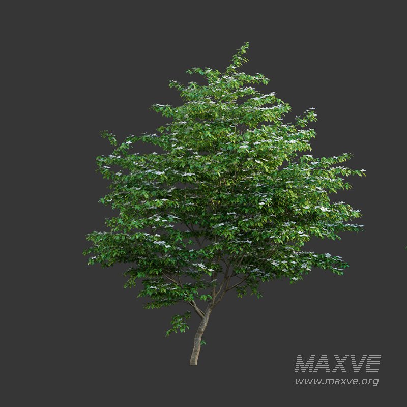 Cornus kousa -Chinese Dogwood – Kousa Dogwood - Image 2