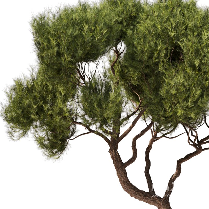 Tree Set29 - Image 2