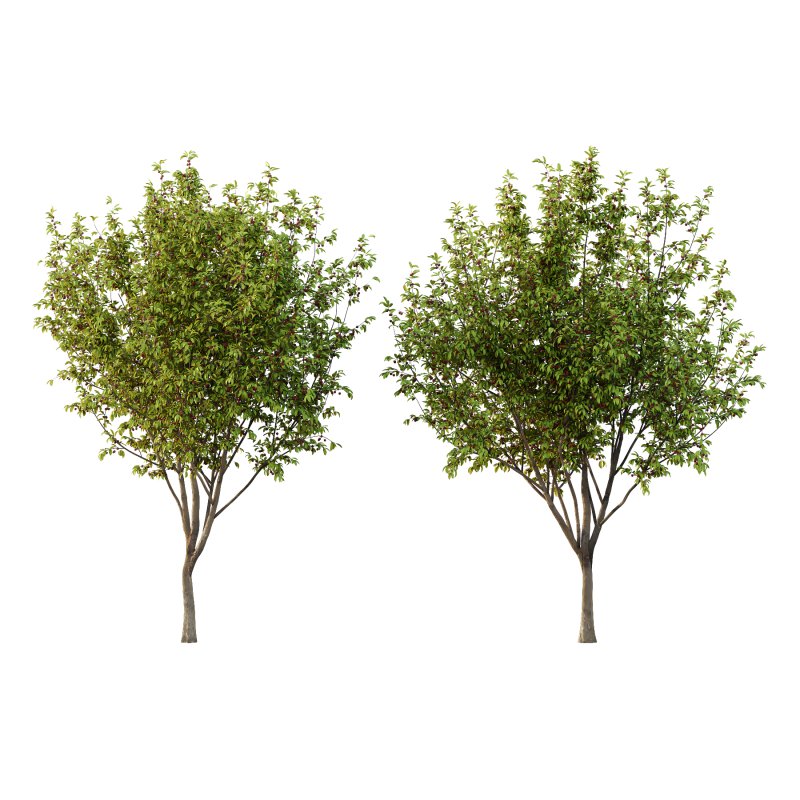 Prunus pseudocerasus Fruit Tree 05 - Image 2