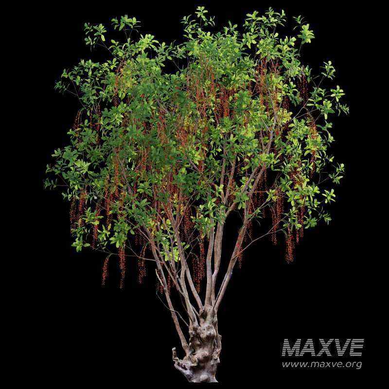 Barringtonia acutangula – flower - Image 3