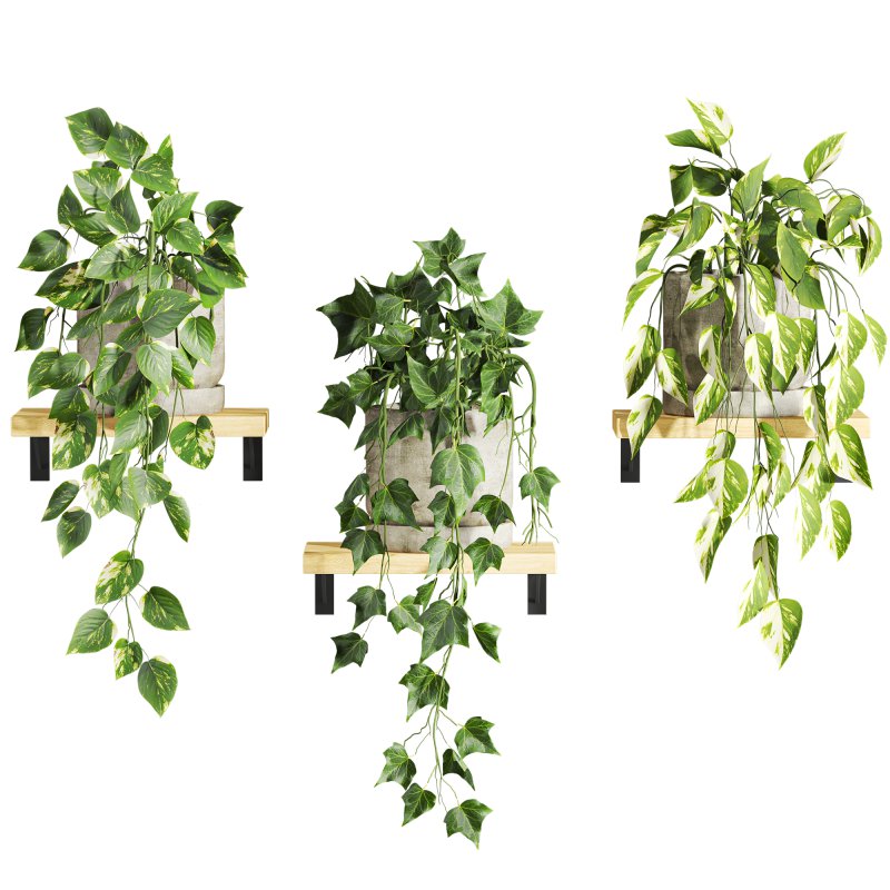 plants set on shelf - Image 1