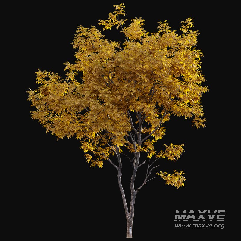 Juglans regia – Common walnut – fall - Image 3