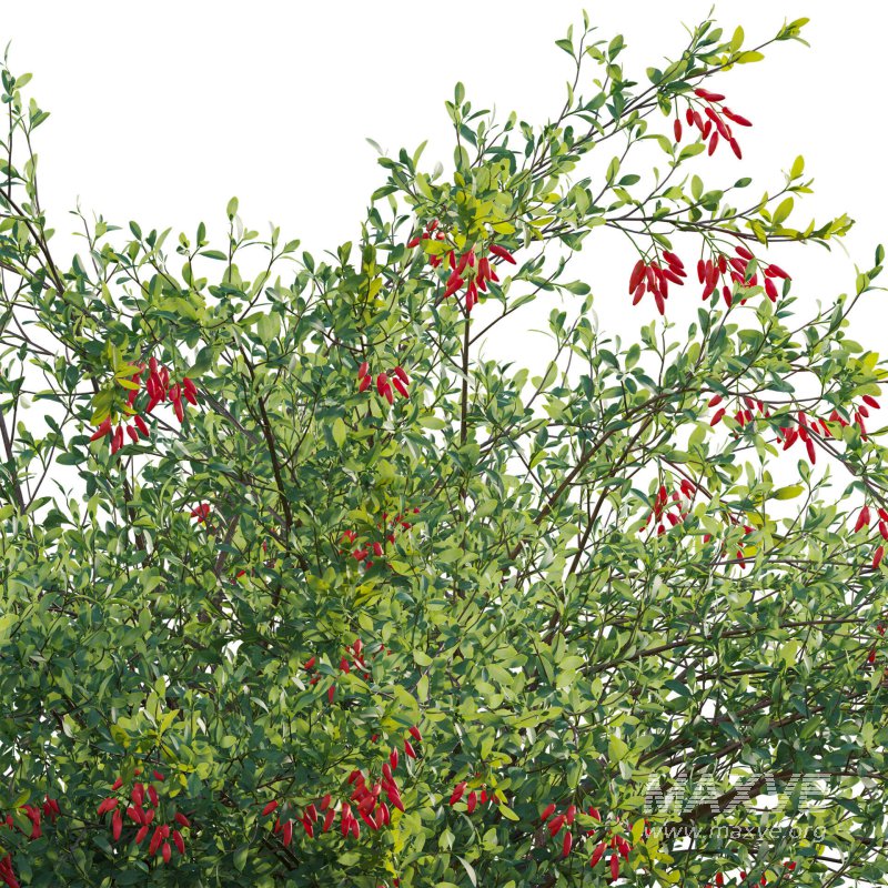 Berberis vulgaris – European barberry – Common barberry 04 - Image 4