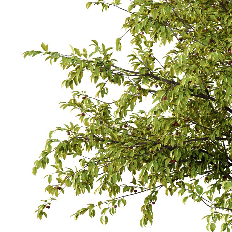 Prunus pseudocerasus Fruit Tree 04 - Image 5