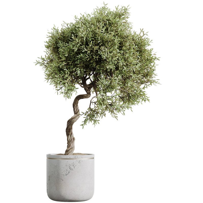 AV Indoor plants set 192 Mission Olive and Banana Strelitzia and Lily Domino and Aloe Vera - Image 3