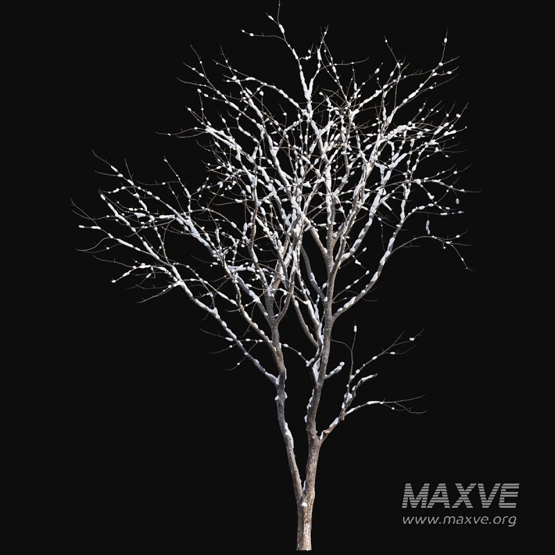 Juglans regia – Common walnut – winter – snow - Image 3