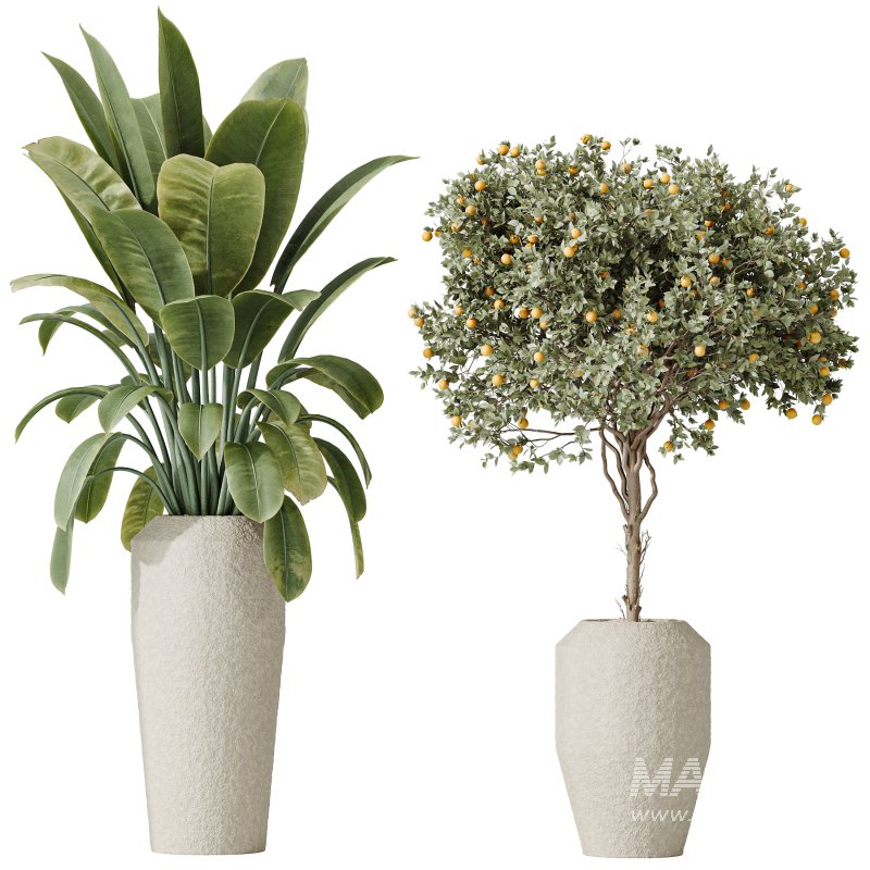 AV Indoor plants set 196 Citrus Fruit Orange and Arbequina Olive and Robusta Abidjan and Aloifolia Rostrata Palm and Banana Strelitzia Nicolai - Image 2