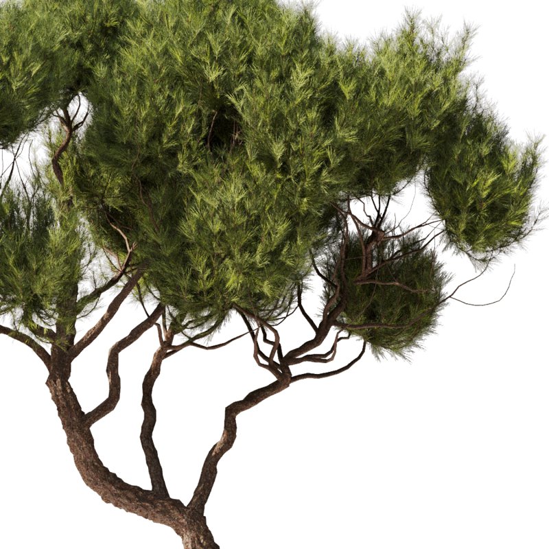 Tree Set29 - Image 3