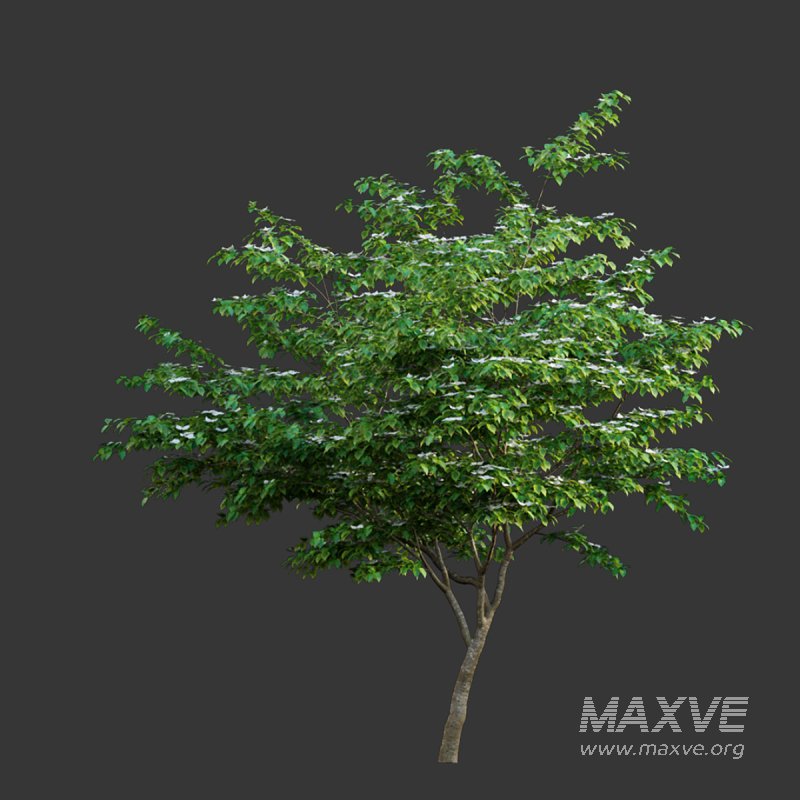 Cornus kousa -Chinese Dogwood – Kousa Dogwood - Image 4