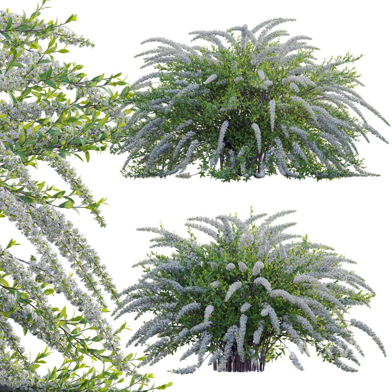 Spiraea Grefsheim – Garland Spiraea 01 - Image 1