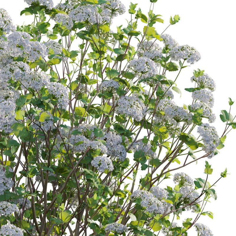 Viburnum opulus Roseum – European Cranberry bush 02 - Image 5