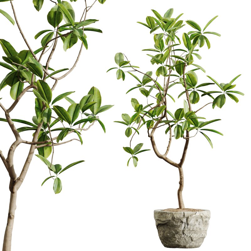 AV HousePlants Japandi Decorative Minimalism Ficus Dracaena Marginata08 - Image 2