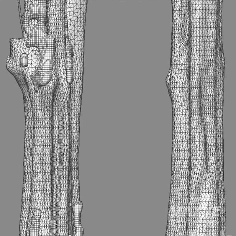 Alstonia scholaris – Milkwood 02 - Image 6