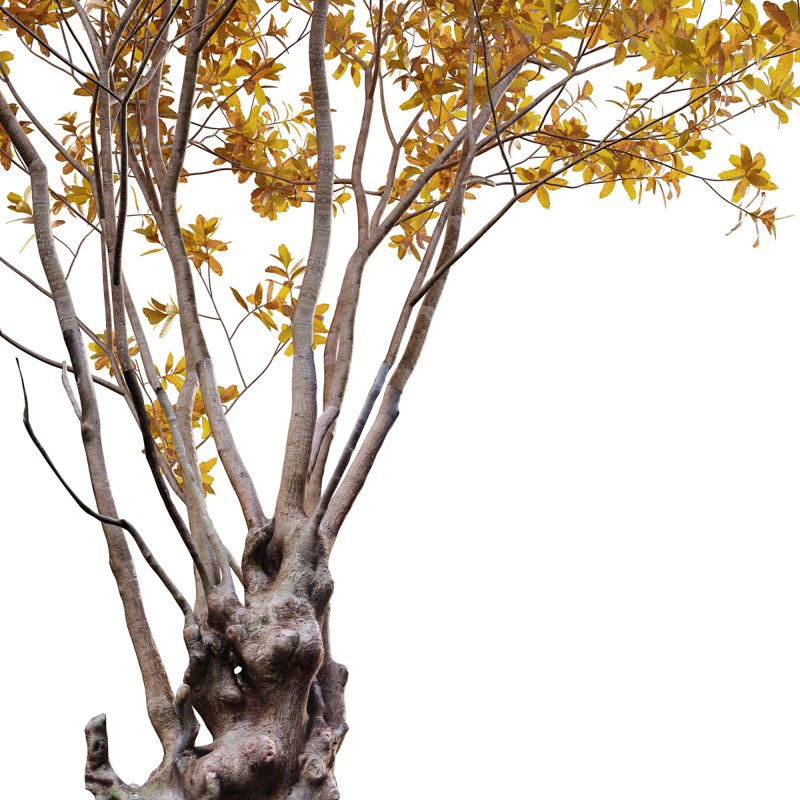 Barringtonia acutangula – fall - Image 2