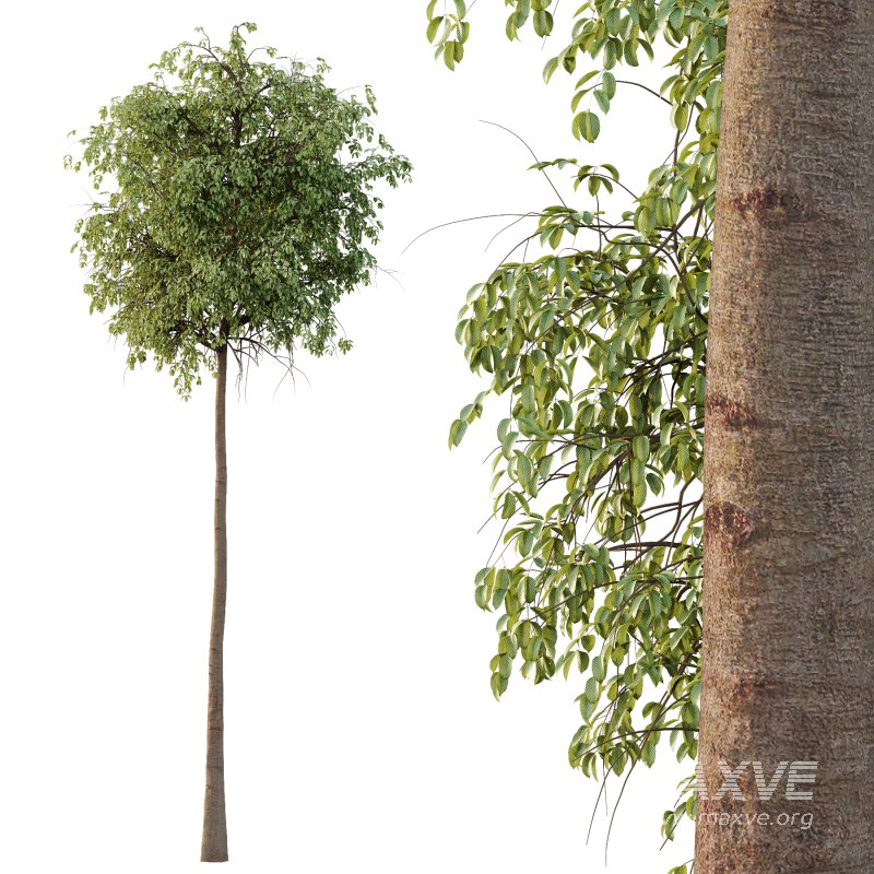 Parashorea Chinensis Tree 03 - Image 5