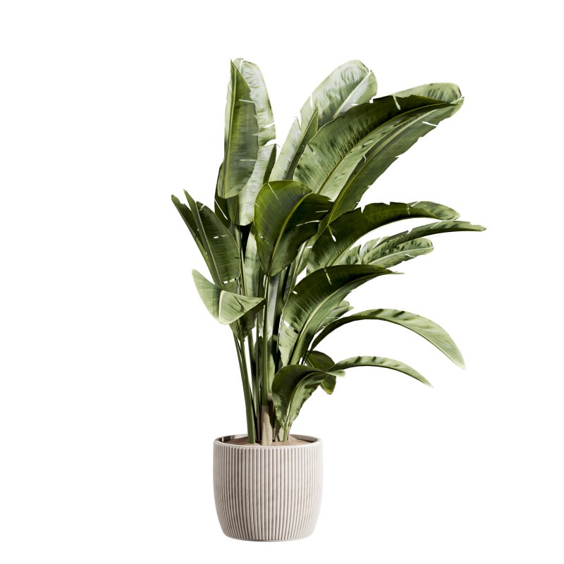 indoor plant 524 - Image 2