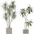 AV Indoor plants set 193 Mission Arbequina Olive and Lemon Lime Cane Dragon and Ficus African Fig and Green Sansevieria - Thumbnail 2