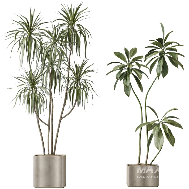 AV Indoor plants set 193 Mission Arbequina Olive and Lemon Lime Cane Dragon and Ficus African Fig and Green Sansevieria - Image 2