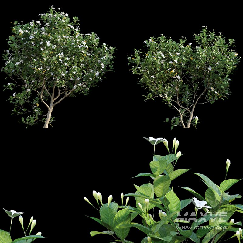 Gardenia augusta – Houttuynia – Gardenia jasminoide – 01 - Image 1