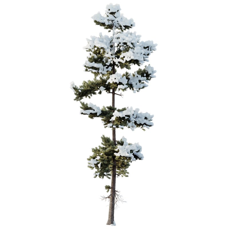 AV Plants Pinus Echinata Winter Snow Set02 - Image 3
